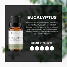 Load image into Gallery viewer, Eucalyptus
